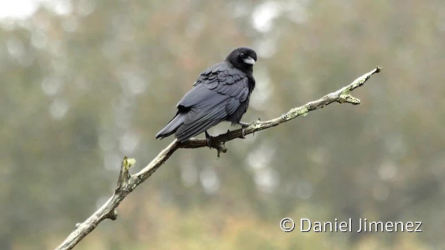 American Crow - ML201955231