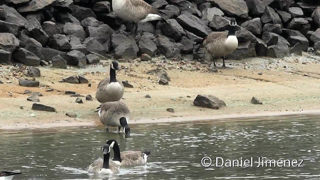 Kanadagans [canadensis-Gruppe] - ML201955261