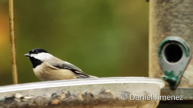 Carolina Chickadee - ML201955271