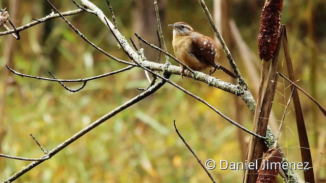 Carolina Wren (Northern) - ML201955281