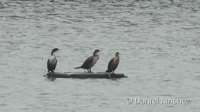 Cormoran à aigrettes - ML201955291