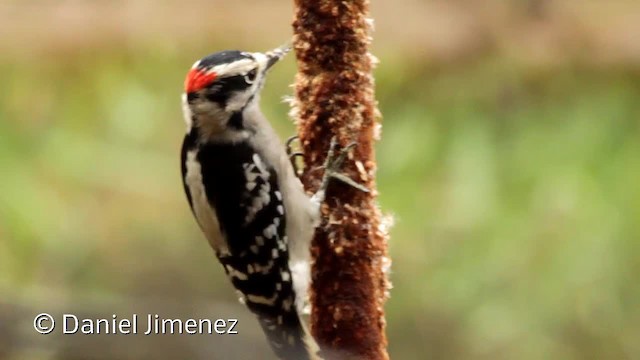 Downy Woodpecker (Eastern) - ML201955301