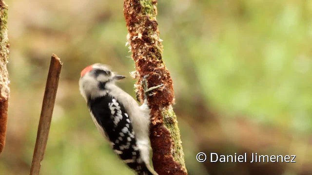 strakapoud osikový (ssp. pubescens/medianus) - ML201955311