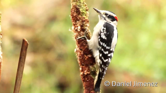 strakapoud osikový (ssp. pubescens/medianus) - ML201955321