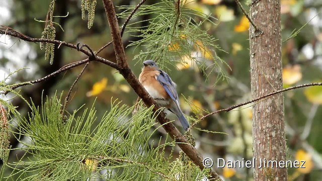 Eastern Bluebird (Eastern) - ML201955331