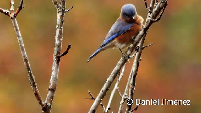 Eastern Bluebird (Eastern) - ML201955341