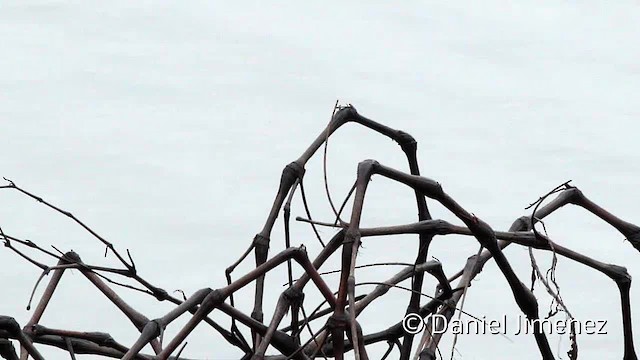 Eastern Phoebe - ML201955351