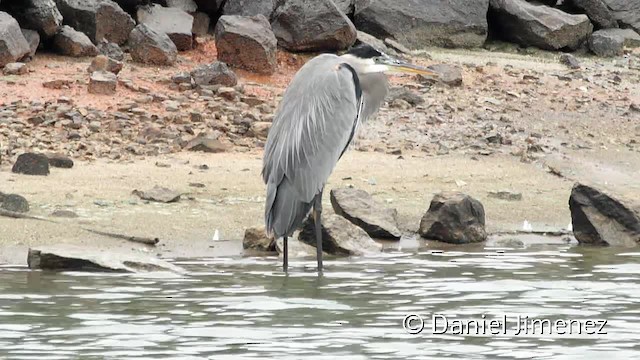 Great Blue Heron (Great Blue) - ML201955361