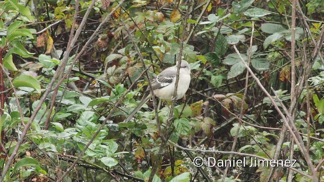 Northern Mockingbird - ML201955381