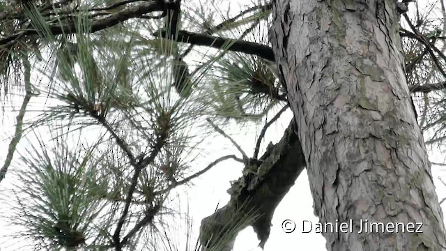 Pileated Woodpecker - ML201955391