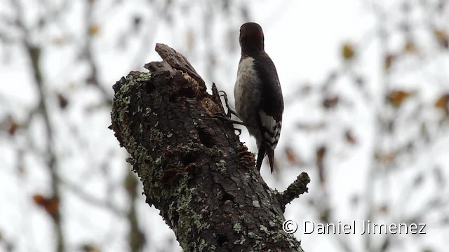 Red-headed Woodpecker - ML201955401