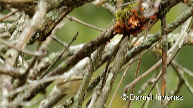 Ruby-crowned Kinglet - ML201955421