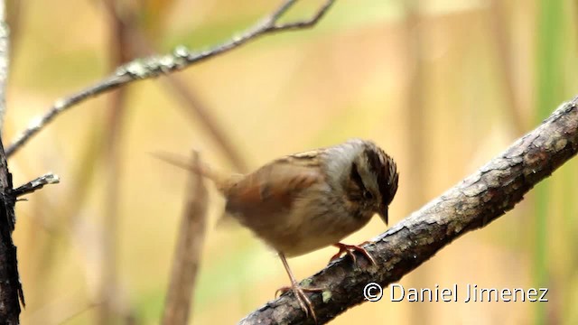 Swamp Sparrow - ML201955431