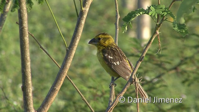 Cardinal à tête jaune - ML201955441