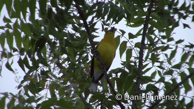 Golden Grosbeak - ML201955451