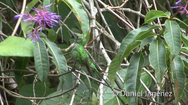 Green-tailed Trainbearer - ML201955491