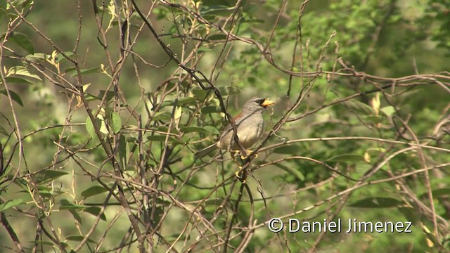 Little Inca-Finch - ML201955521