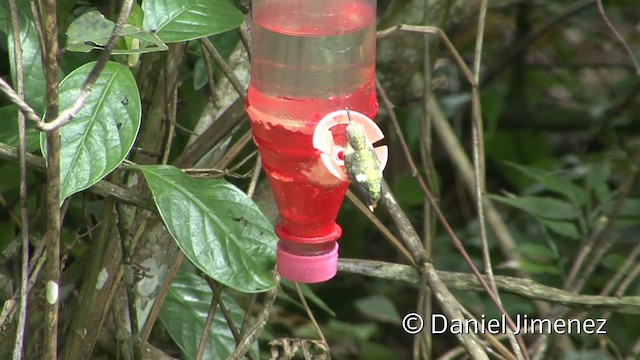 Colibri bourdon - ML201955531