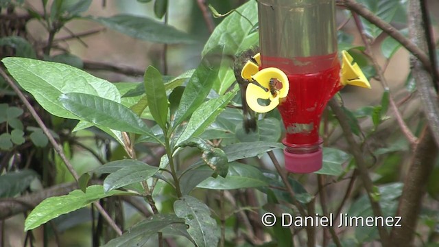 kolibřík podivuhodný - ML201955571