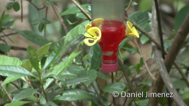 Colibrí Aterciopelado - ML201955591