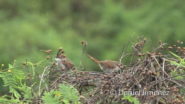 Chinchipe Spinetail - ML201955601