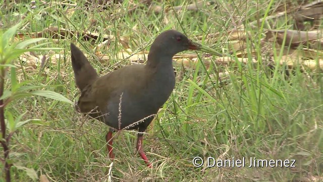 Plumbeous Rail - ML201955631