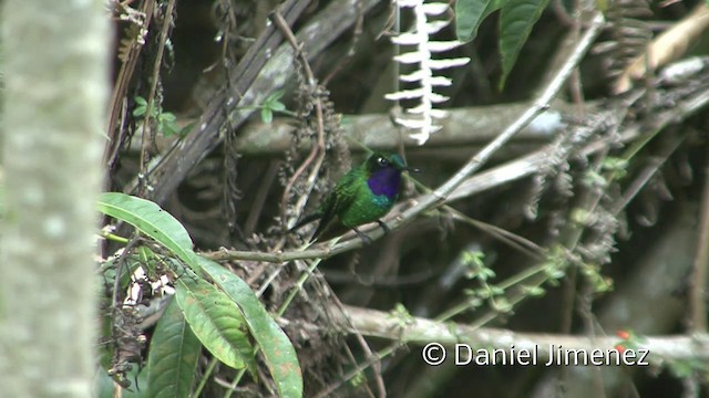 Purple-throated Sunangel - ML201955641