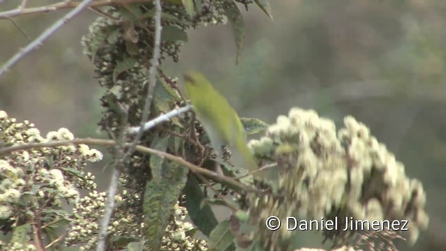 Rufous-browed Peppershrike (Yellow-backed) - ML201955651