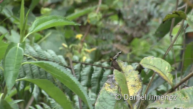 Yellow-breasted Brushfinch (Yellow-breasted) - ML201955671