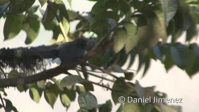 Slate-throated Redstart - ML201955691