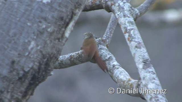 Streak-headed Woodcreeper - ML201955741