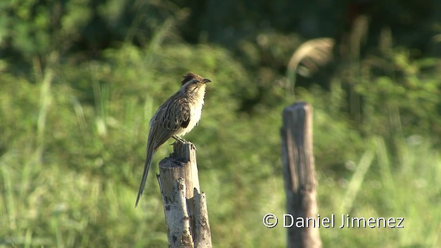 Striped Cuckoo - ML201955751