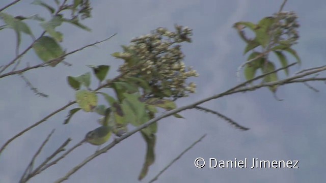 Three-banded Warbler - ML201955761