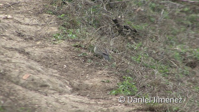 Tumbes Sparrow - ML201955781