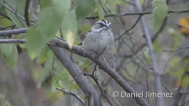 Tumbes Sparrow - ML201955791