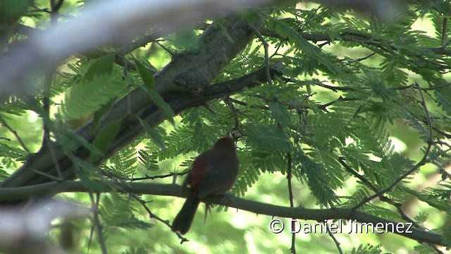 Red-crested Finch - ML201955801