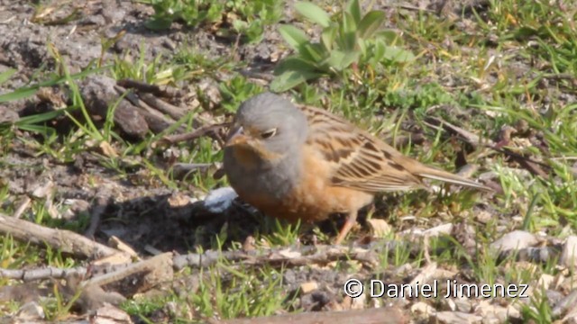 Cretzschmar's Bunting - ML201955881