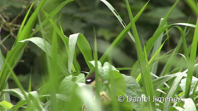 Black-capped Donacobius - ML201955911