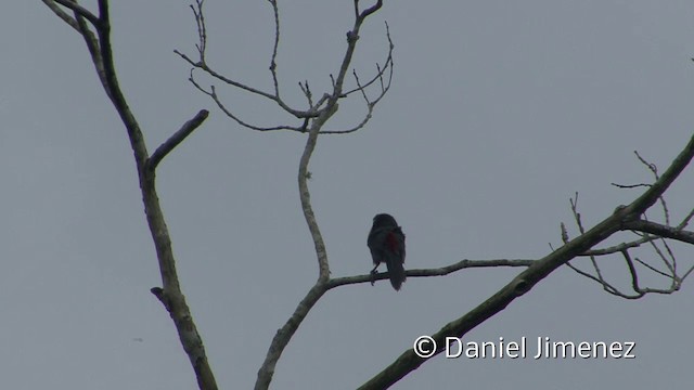 Lettered Aracari (Humboldt's) - ML201955941