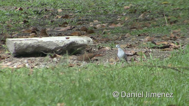 Blue Ground Dove - ML201955951