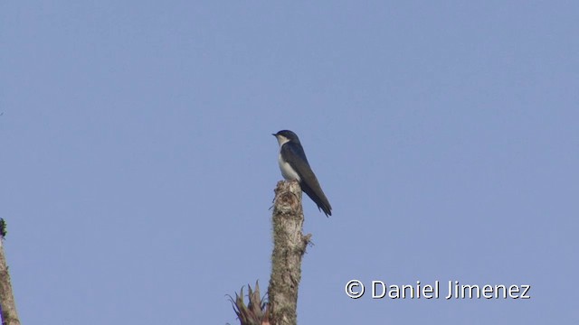 cyansvale (cyanoleuca) - ML201955961