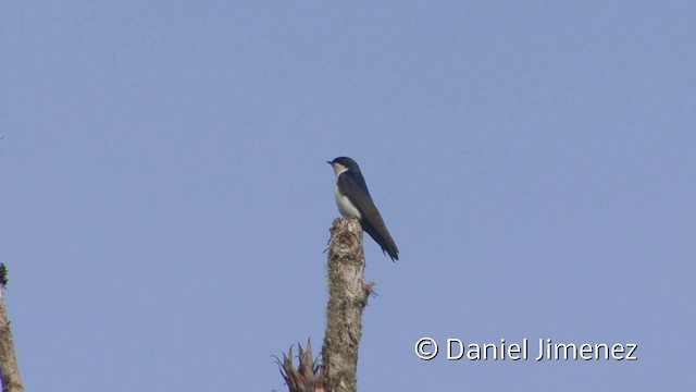 Golondrina Barranquera (cyanoleuca) - ML201955961