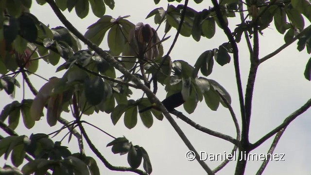 Toucan à bec rouge (cuvieri/inca) - ML201955981