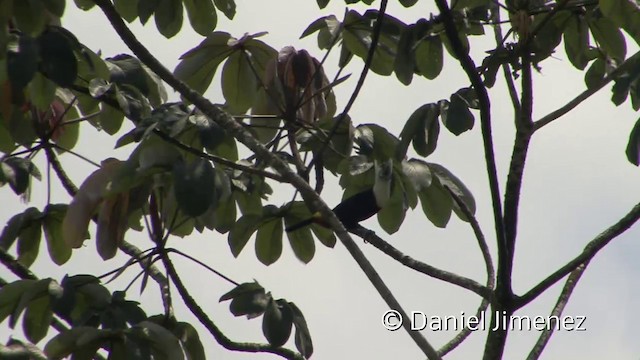 White-throated Toucan (Cuvier's) - ML201955981