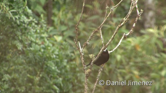 White-capped Tanager - ML201955991