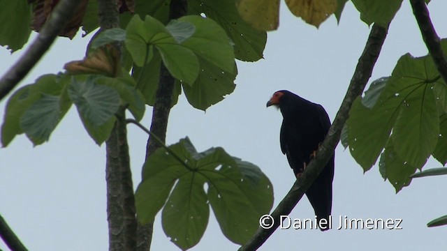 Caracara noir - ML201956011