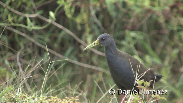 Blackish Rail - ML201956031