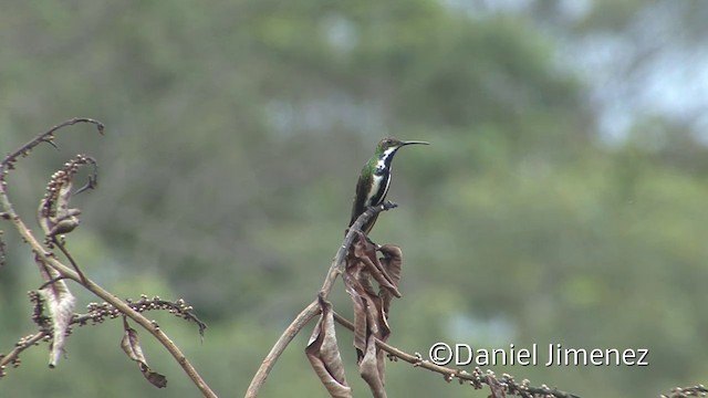 Black-throated Mango - ML201956041