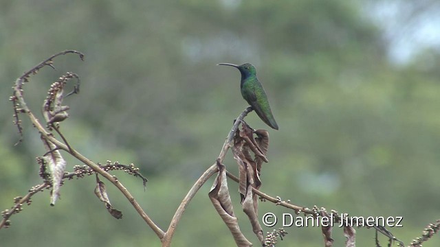 Black-throated Mango - ML201956051