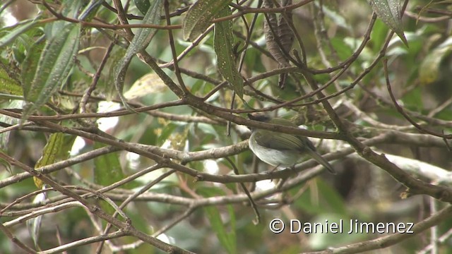 Black-throated Tody-Tyrant - ML201956061